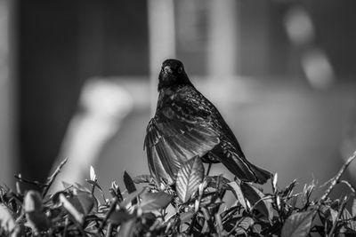 Close-up of black bird perching on plant 