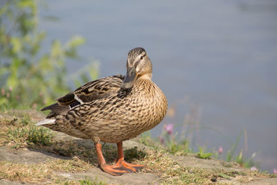 High angle view of mallard duck on the beach