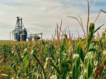 Close-up of wheat field against sky