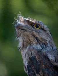 Close-up of a bird looking away
