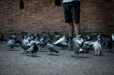 Pigeons on the wall