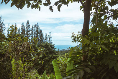 Plants and trees in forest against sky