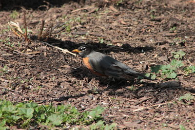 Close-up of bird perching on a field