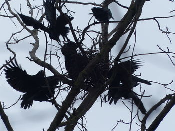 Low angle view of bird perching on tree against sky