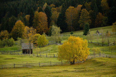 Trees in forest during autumn