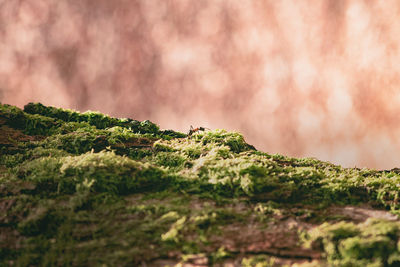 Close-up of moss on rock