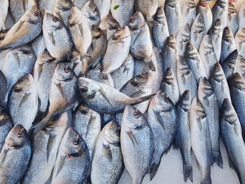 Fish for sale in market