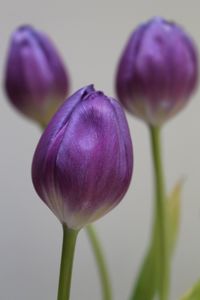 Close-up of purple tulip