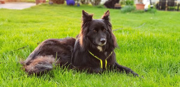 Portrait of a dog on field