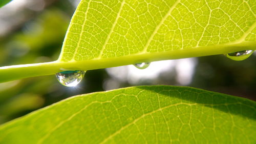 Close-up of water drops on leaf