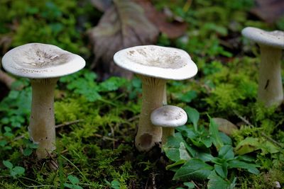 Close-up of mushroom growing on field