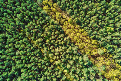 Green forest, aerial view. nature landscape of pine trees, bird eye view