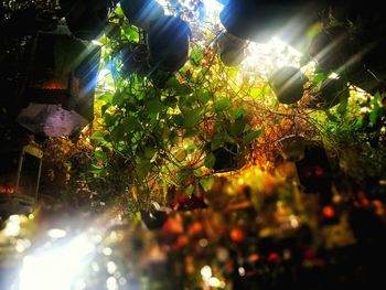 Low angle view of trees at night