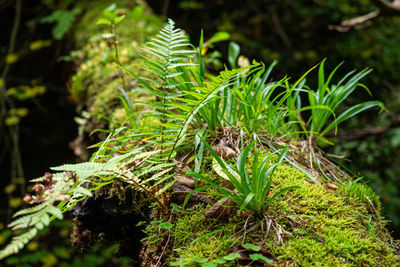 Close-up of lizard on plant in forest