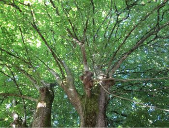 Low angle view of trees in forest