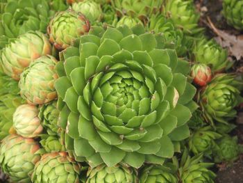 Close-up of succulent plant