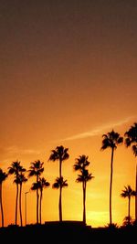 palm tree