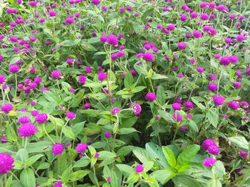 Close-up of pink flowering plants