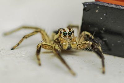 Close-up of spider on table