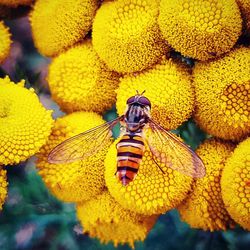 Close-up of bee on yellow flowers