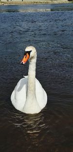 Swan floating on lake