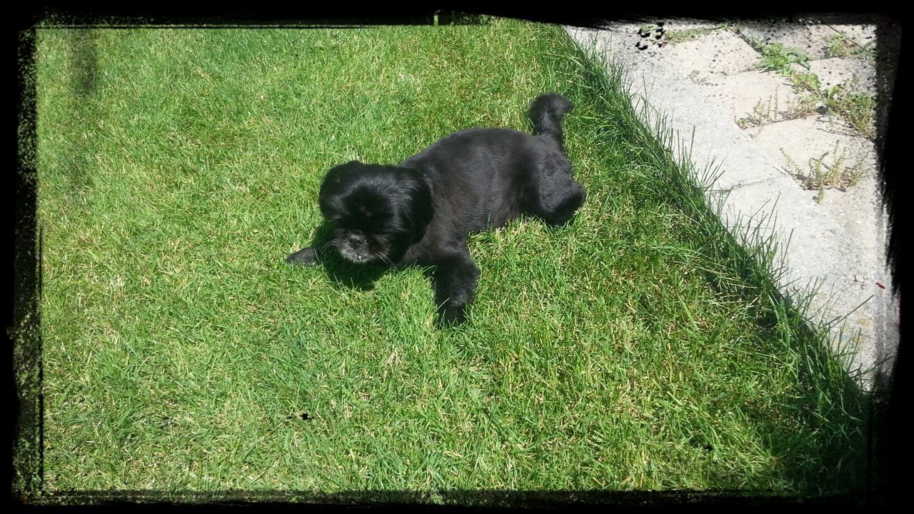 pets, animal themes, dog, domestic animals, one animal, mammal, transfer print, grass, auto post production filter, high angle view, relaxation, black color, green color, lying down, field, grassy, resting, sitting, day, outdoors