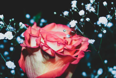 Close-up of pink roses