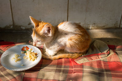 View of a cat eating food