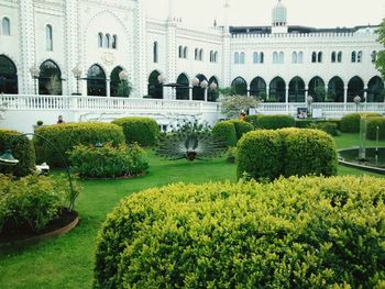 View of plants in garden