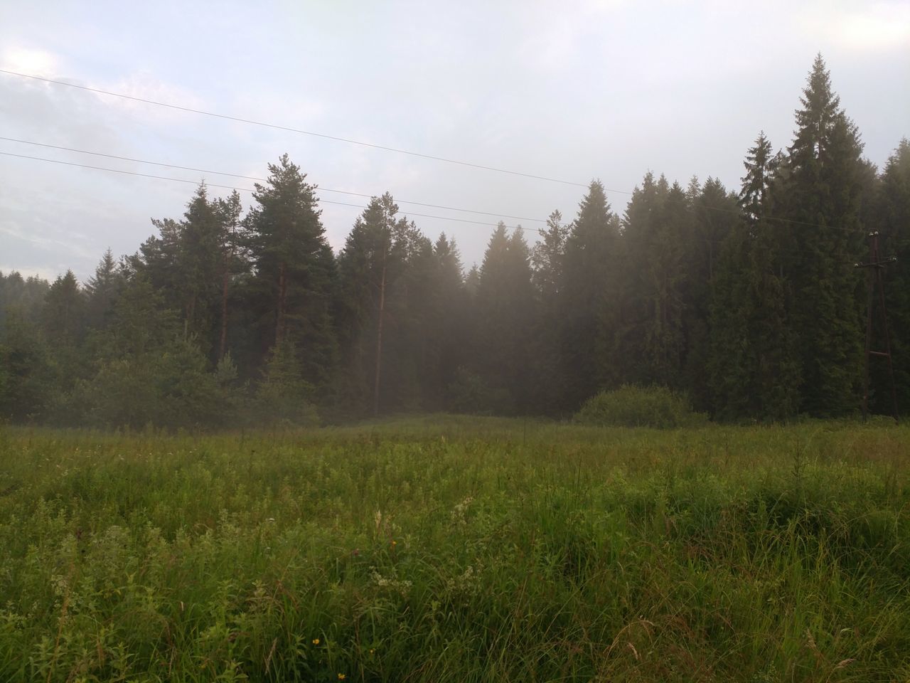 tree, sky, plant, land, landscape, nature, growth, environment, beauty in nature, no people, fog, grass, forest, tranquil scene, tranquility, scenics - nature, remote, non-urban scene, outdoors, hazy