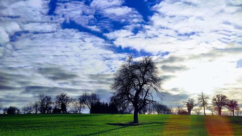 Trees on field against sky