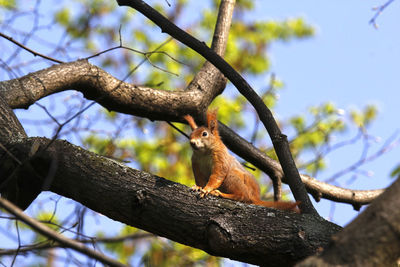 Squirrel in the park on a branch against blue sky in spring