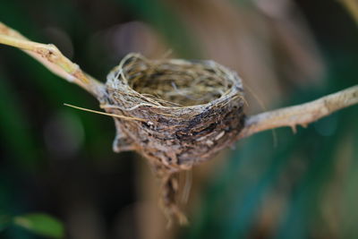 Close-up of bird in nest