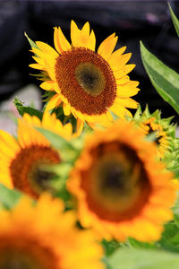 Close-up of yellow flowering plant