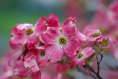 Close-up of pink flowering plant