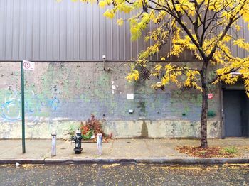 View of trees in autumn