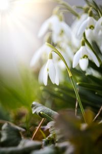 Close-up of white flowering plant