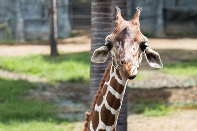 Close-up of giraffe on field