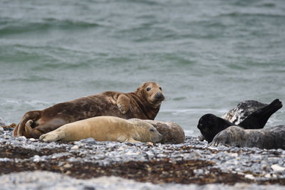 Lion relaxing on a sea