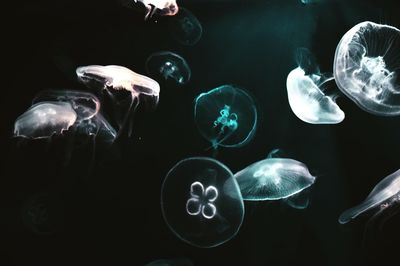 Close-up of jellyfish against black background