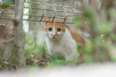 Close-up portrait of cat