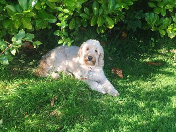 High angle view of dog on field