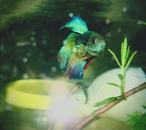 Close-up of bird perching on plant