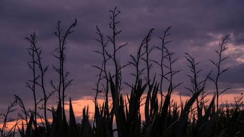 Silhouette of trees at sunset