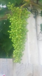 Close-up of fruit growing on potted plant