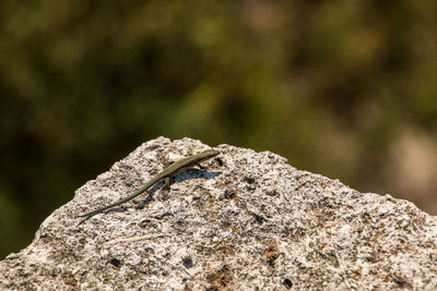 Close-up of lizard on rock