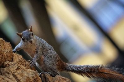 Close-up of squirrel