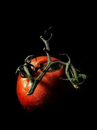 Close-up of red bell pepper against black background