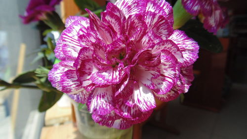 Close-up of pink flowers