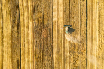 Aerial view of wheat harvest. drone shot flying over three combine harvesters working on wheat field